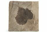 Fossil Sycamore Leaf (Platanus) - Nebraska #262312-1